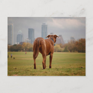 Chocolate Lab Pit Mix Hund - Austin TX Vykort