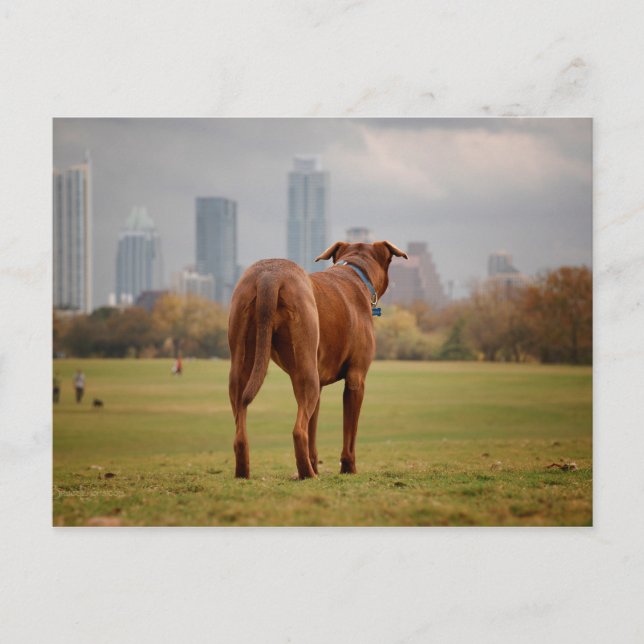 Chocolate Lab Pit Mix Hund - Austin TX Vykort (Framsida)