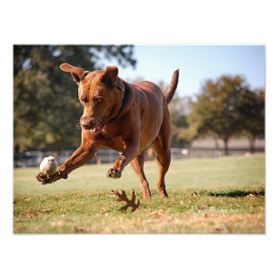 Chocolate Lab Pit Mix Hund Chasing Boll Fototryck