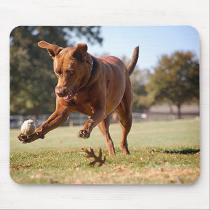 Chocolate Lab Pit Mix Hund Chasing Boll Musmatta