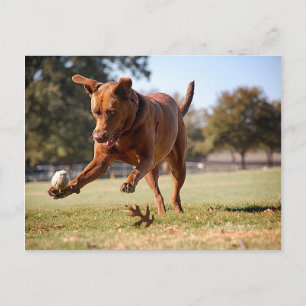 Chocolate Lab Pit Mix Hund Chasing Boll Vykort