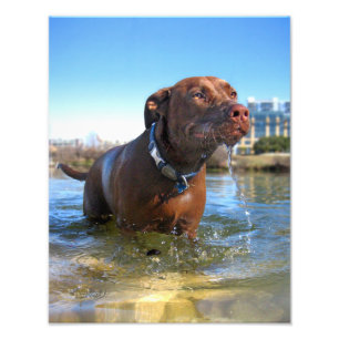 Chocolate Lab Pit Mix Hund Droolning Fototryck