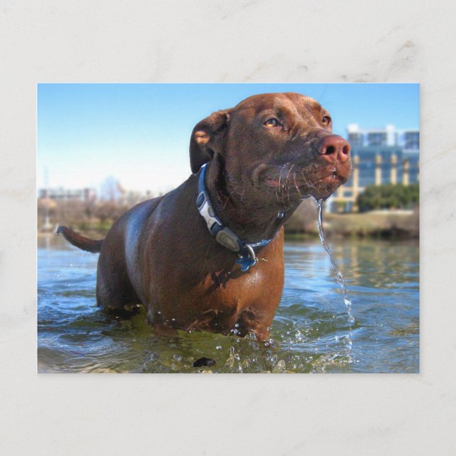 Chocolate Lab Pit Mix Hund Droolning Vykort (Framsida)