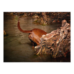 Chocolate Lab Pit Mix-Hund Grävande Fototryck
