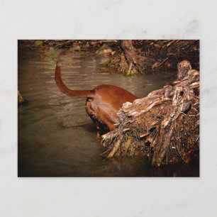 Chocolate Lab Pit Mix-Hund Grävande Vykort