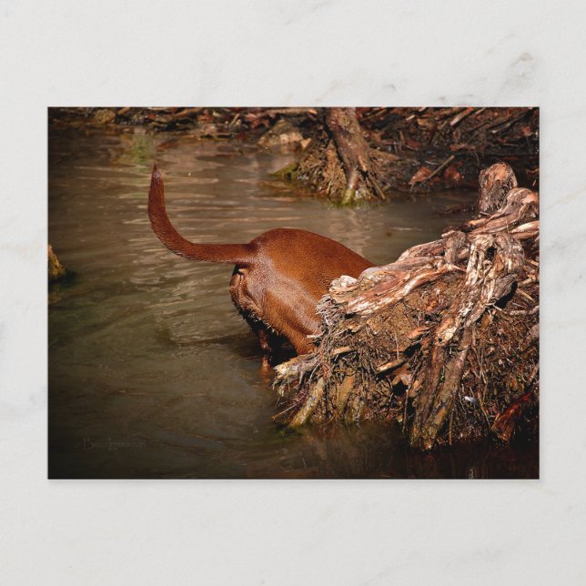 Chocolate Lab Pit Mix-Hund Grävande Vykort (Framsida)