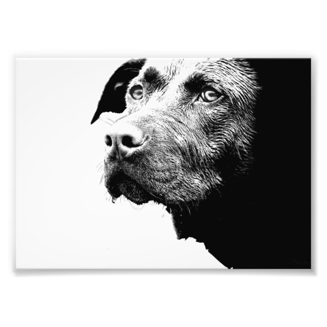 Chocolate Lab Pit Mix Hund in Black and White Fototryck (Framsidan)