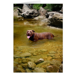 Chocolate Lab Pit Mix Hund in Swimming Hål OBS Kort