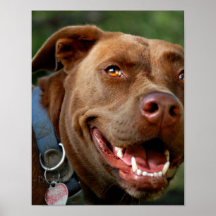 Chocolate Lab Pit Mix Hund Lycklig Smile Poster