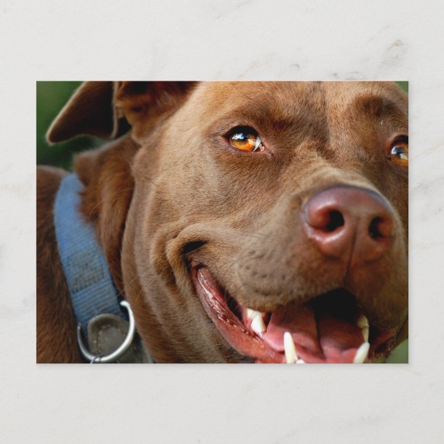 Chocolate Lab Pit Mix Hund Lycklig Smile Vykort (Framsida)