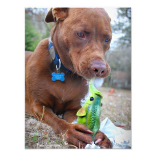 Chocolate Lab Pit Mix Hund och Leksak Fototryck
