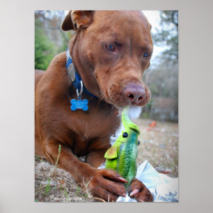 Chocolate Lab Pit Mix Hund och Leksak Poster