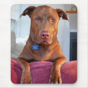 Chocolate Lab Pit Mix Hund Porträtt Musmatta