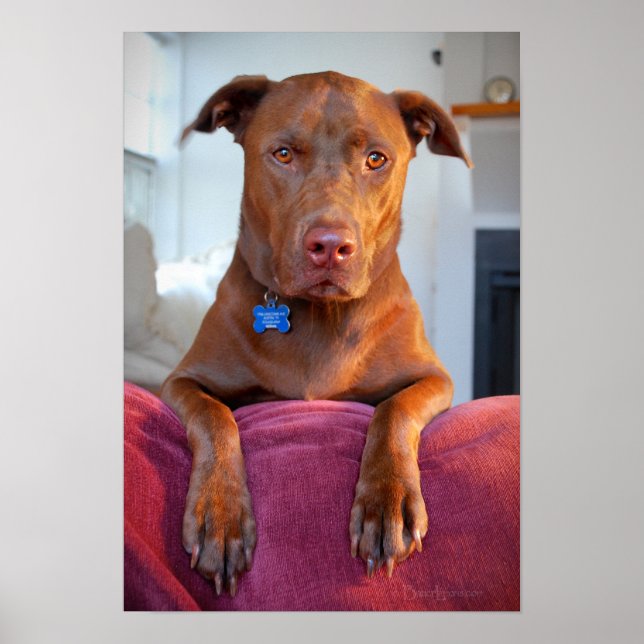 Chocolate Lab Pit Mix Hund Porträtt Poster (Framsidan)