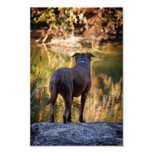 Chocolate Lab Pit Mix Hund Serene Fototryck