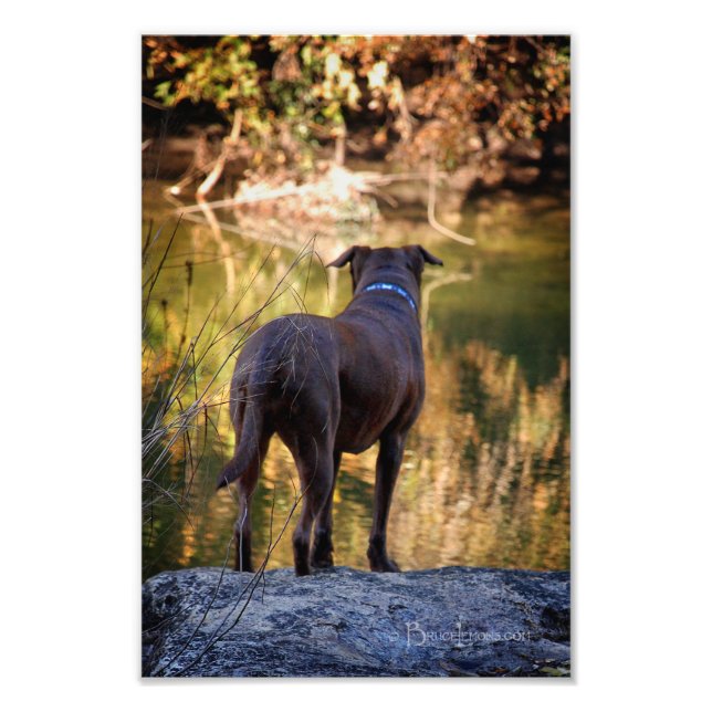 Chocolate Lab Pit Mix Hund Serene Fototryck (Framsidan)