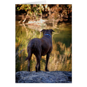 Chocolate Lab Pit Mix Hund Serene OBS Kort