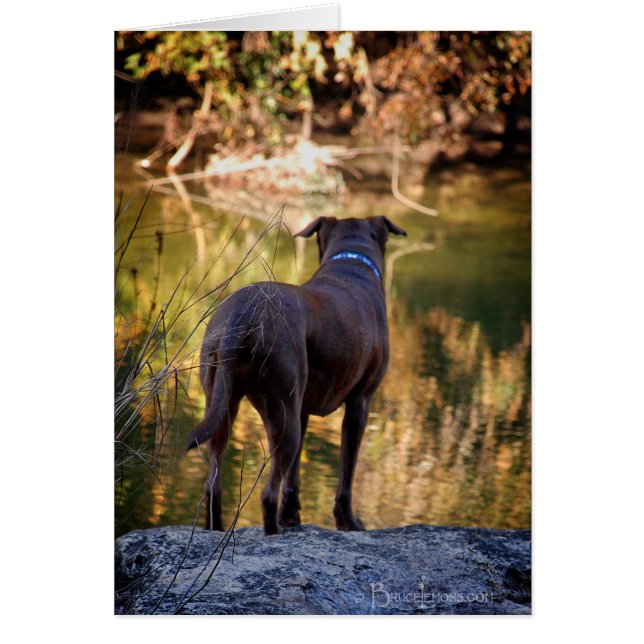 Chocolate Lab Pit Mix Hund Serene OBS Kort (Framsidan)