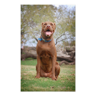 Chocolate Lab Pit Mix Hund Smilning 2 Fototryck