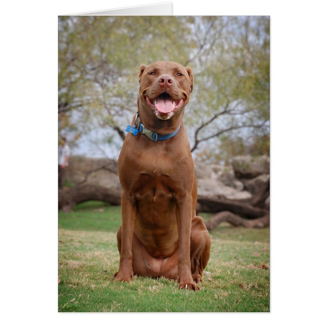 Chocolate Lab Pit Mix Hund Smilning 2 Hälsningskort (Framsidan)