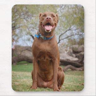Chocolate Lab Pit Mix Hund Smilning 2 Musmatta