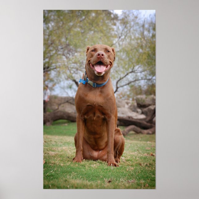 Chocolate Lab Pit Mix Hund Smilning 2 Poster (Framsidan)