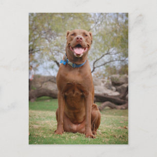 Chocolate Lab Pit Mix Hund Smilning 2 Vykort
