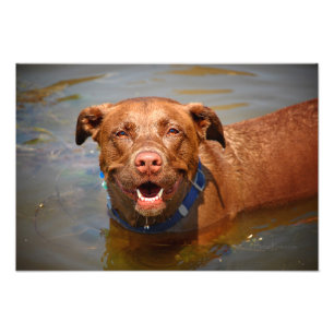 Chocolate Lab Pit Mix Hund Smilning Fototryck