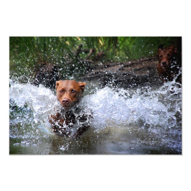 Chocolate Lab Pit Mix Hund Splash 4 Fototryck (Framsidan)