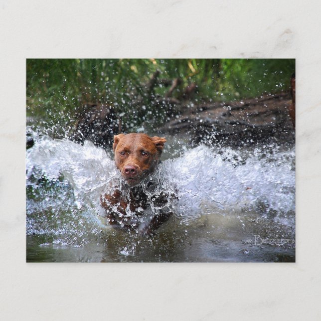 Chocolate Lab Pit Mix Hund Splash 4 Vykort (Framsida)