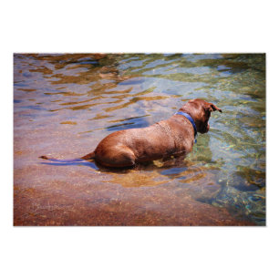 Chocolate Lab Pit Mix Hund Swimming 10 Fototryck