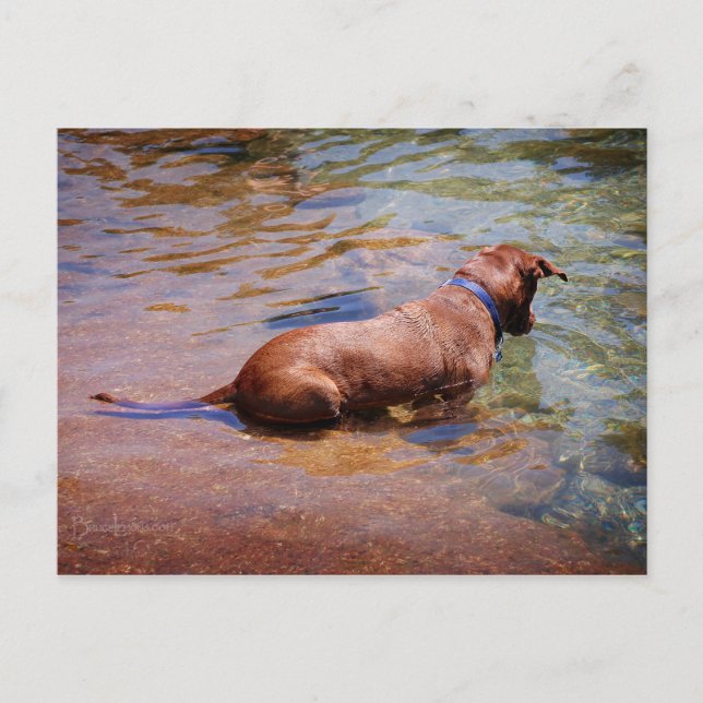Chocolate Lab Pit Mix Hund Swimming 10 Vykort (Framsida)