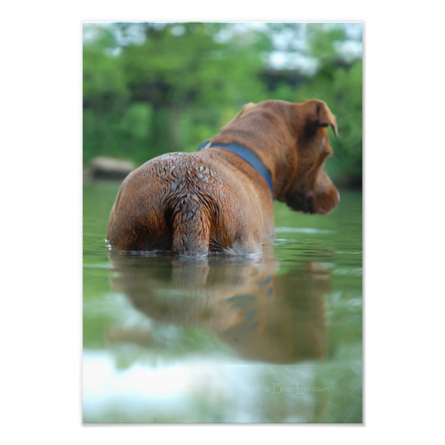 Chocolate Lab Pit Mix Hund Swimming 4 Fototryck (Framsidan)