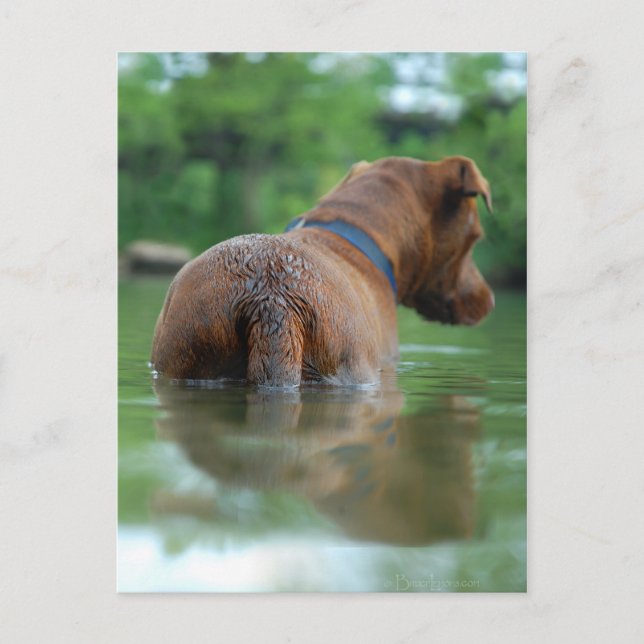 Chocolate Lab Pit Mix Hund Swimming 4 Vykort (Framsida)