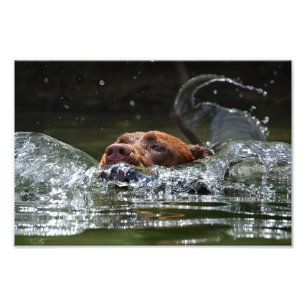 Chocolate Lab Pit Mix Hund Swimming 5 Fototryck