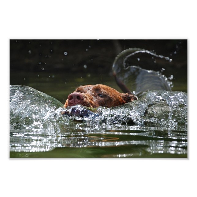 Chocolate Lab Pit Mix Hund Swimming 5 Fototryck (Framsidan)