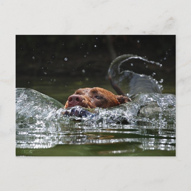 Chocolate Lab Pit Mix Hund Swimming 5 Vykort (Framsida)