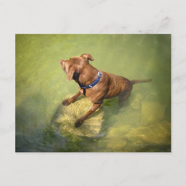 Chocolate Lab Pit Mix Hund Swimming 6 Vykort (Framsida)