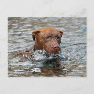 Chocolate Lab Pit Mix Hund Swimming 7 Vykort