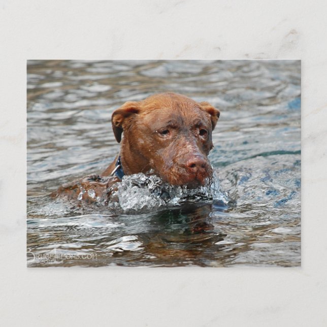 Chocolate Lab Pit Mix Hund Swimming 7 Vykort (Framsida)