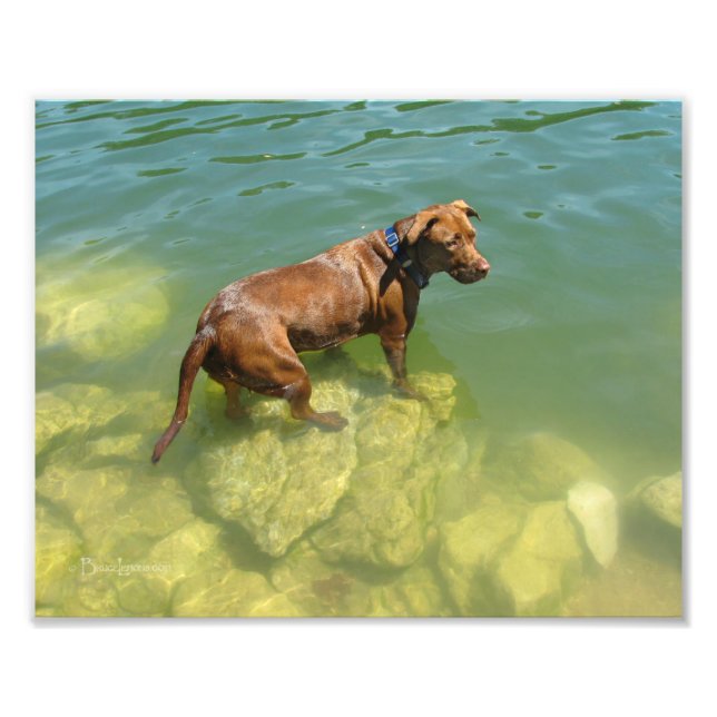 Chocolate Lab Pit Mix Hund Swimming Fototryck (Framsidan)