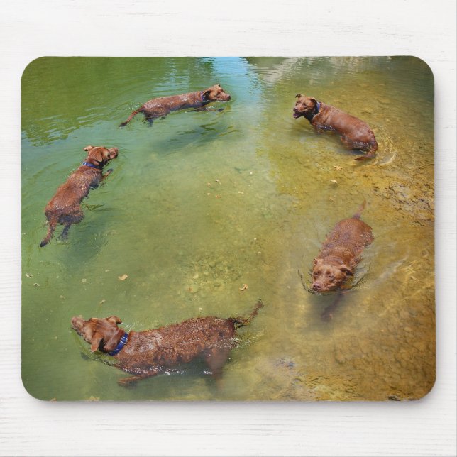 Chocolate Lab Pit Mix Hund Swimming in Circles Musmatta (Framsidan)
