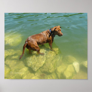 Chocolate Lab Pit Mix Hund Swimming Poster