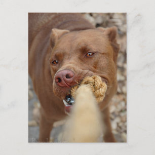 Chocolate Lab Pit Mix Hund Tugger 2 Vykort