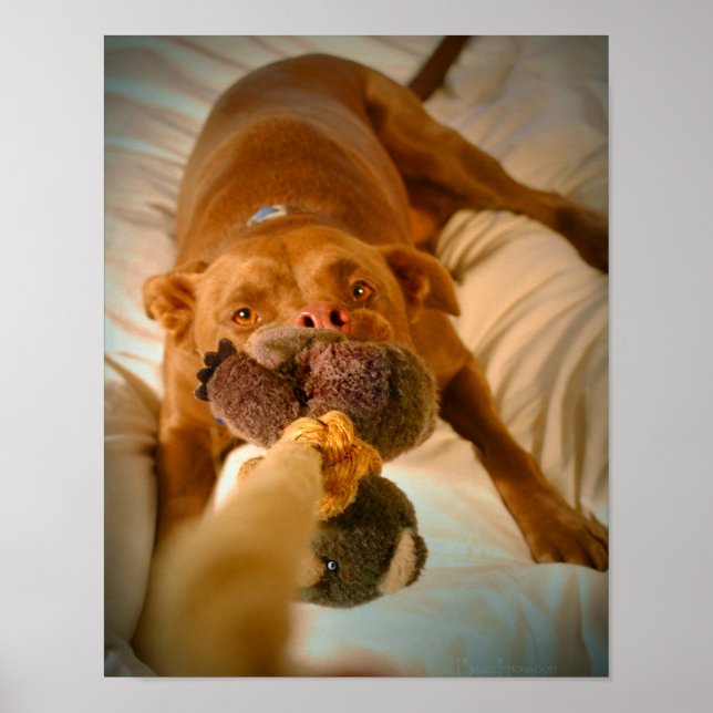 Chocolate Lab Pit Mix Hund Tugger Poster (Framsidan)
