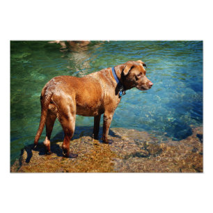 Chocolate Lab Pit Mix Hund Wading 2 Fototryck