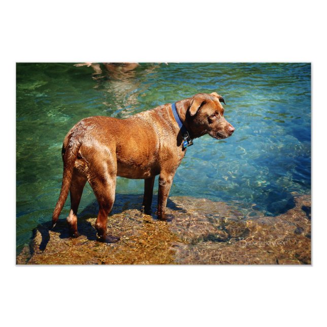 Chocolate Lab Pit Mix Hund Wading 2 Fototryck (Framsidan)