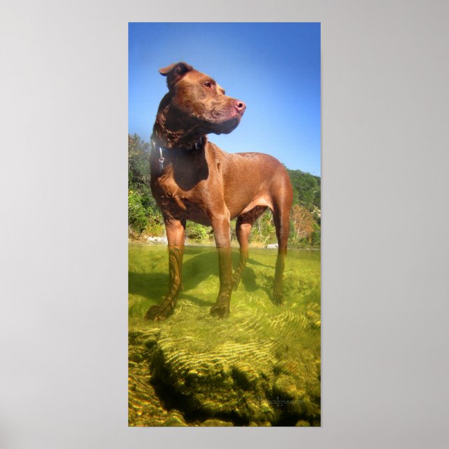 Chocolate Lab Pit Mix Hund Wading Poster (Framsidan)