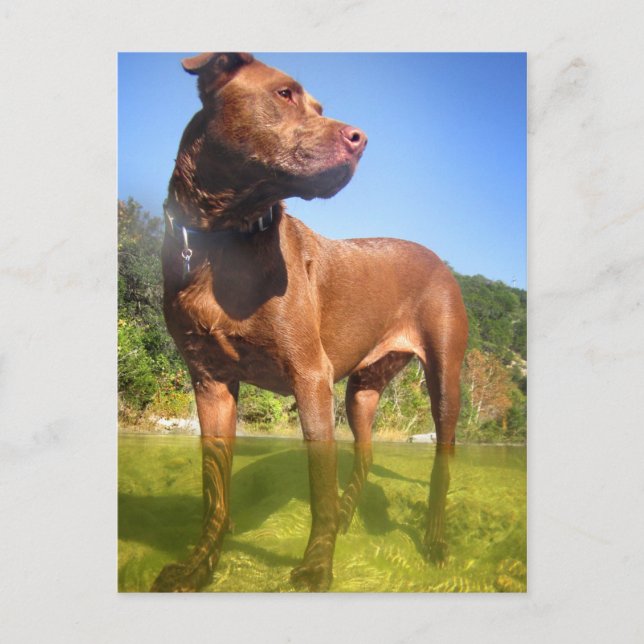 Chocolate Lab Pit Mix Hund Wading Vykort (Framsida)