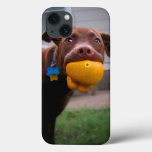 Chocolate Lab Pit Puppy med Boll